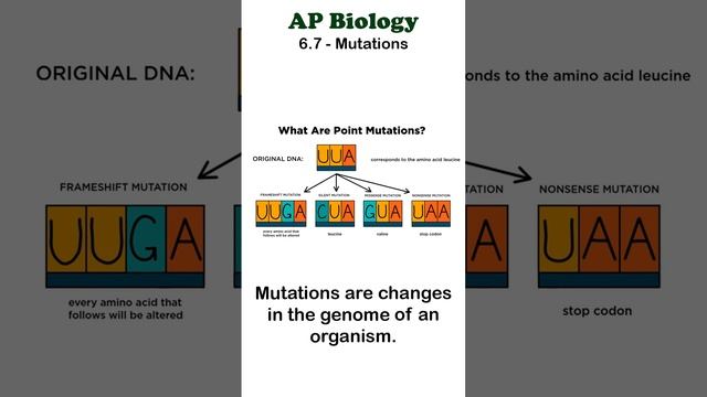 AP Bio - 6.7 Point Mutations #apbiology #moleculargenetics #unit6