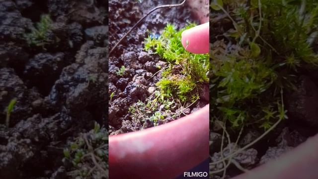 #funaria #moss #bryophyta #capsule #botany #sporophyteofmoss #biology #class_11