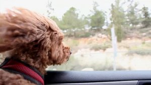 853722-hd_1920_1080_25fps