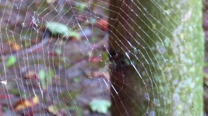 На Воздвижение Креста Господня... Стихи Маргариты Мигуновой