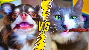 КОТОПРАНК vs ДОГОПРАНК! СОСИСКА НЕСЪЕДОБНАЯ ИЛИ СЪЕДОБНАЯ? РОЗЫГРЫШИ ВОЛШЕБНЫХ ПИТОМЦЕВ