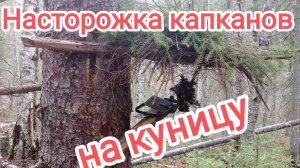 Насторожка капканов.