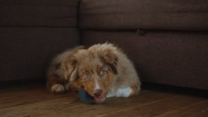 7117652-uhd_4096_2160_25fps