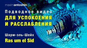 Подводное видео для успокоения и расслабления. Дайвинг в бухте Ras um el Sid. Красное море