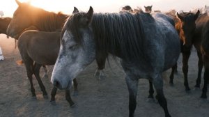 12080505-hd_1920_1080_50fps