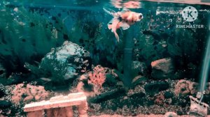 Con el tacto de una flor y la música del mar- English Lyrics- Sub English- traducido al inglés.
