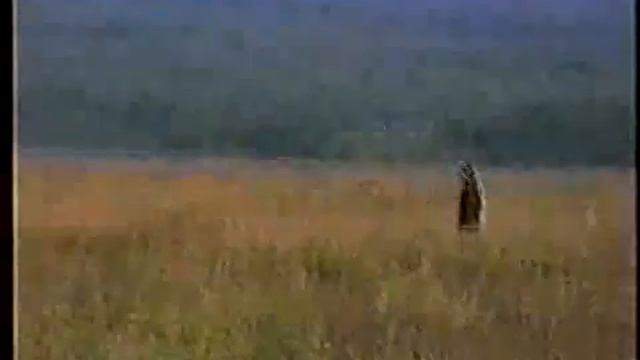 Охота на медведя (kamchatkabear.ru)