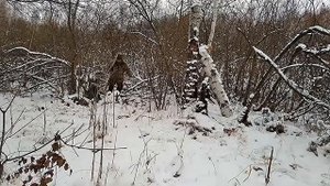 Охота с лайкой//Капкан на куницу