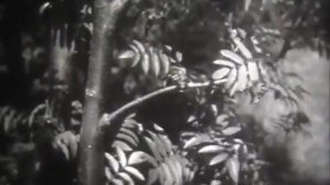 Строение стебля 6 клас