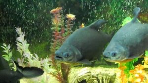 Пираньи 2.AVI