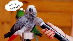 ПОЧЕМУ ПОПУГАИ УМЕЮТ РАЗГОВАРИВАТЬ И УМНЫ ЛИ ОНИ ?