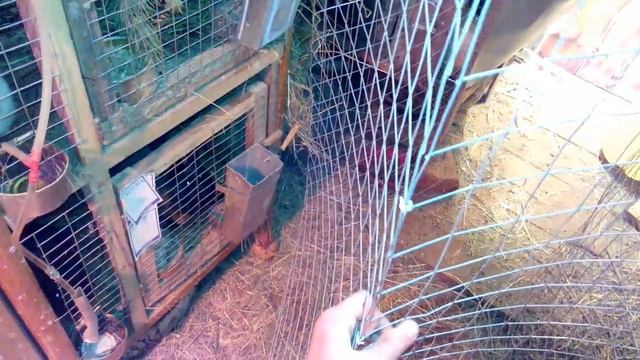 Клетка своими руками. Клетки скобообжимным инструментом. Бресс Гальский