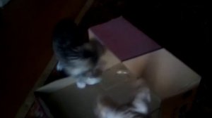 Коты и коробки-идеальное сочетание)