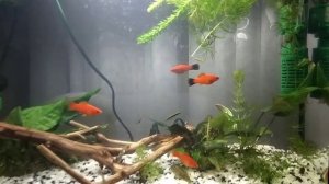 Аквариум. Меченосцы, гуппи, водорослееды и анциструсы😍