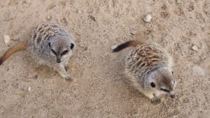 5795049-uhd_4096_2160_25fps