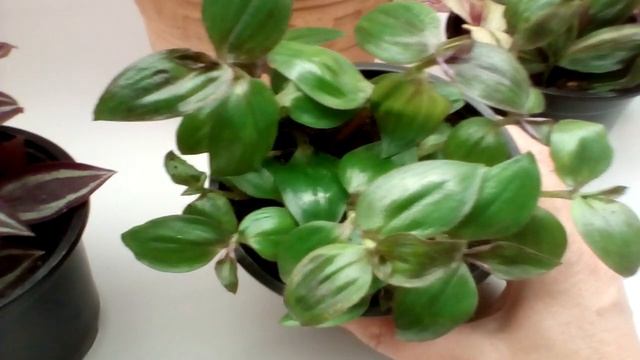 Предложение продаж от 08.04.2024 🌿🌱🌸Традесканци,гинура#цветыастрахань