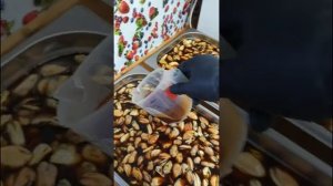 Сушеные Мидии От Идеи До Результата. Показываю Процесс С Нуля До Финиша