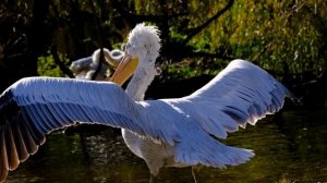 19088902-hd_1920_1080_24fps