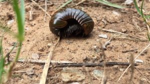 2912610-hd_1920_1080_30fps