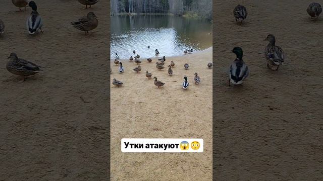 Утки атакуют 😱😱