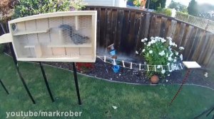 Полоса препятствий для белок