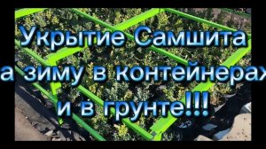 🪴Укрываем Самшит на зиму в контейнере и грунте🪴