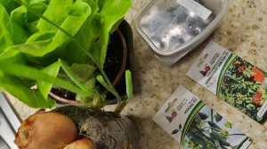 Огород дома, часть 1