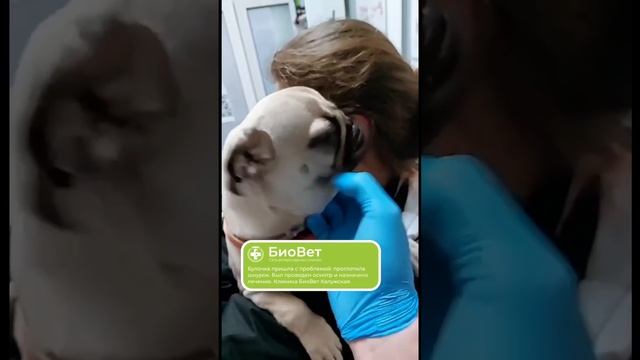 Булочка пришла с проблемой: проглотила шнурок. Был проведен осмотр и назначено лечение.
