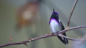 6389401-hd_1920_1080_24fps