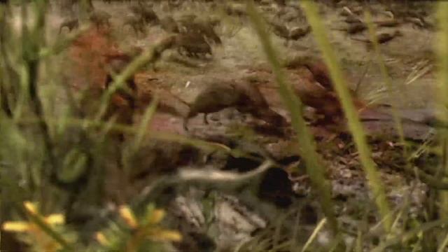 Dream: Rats (Alternate Version) - S.T.A.L.K.E.R. Shadow of Chernobyl смотреть онлайн