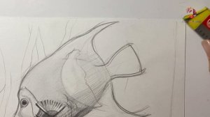 Рисуем рыбку в графике за 20 минут!