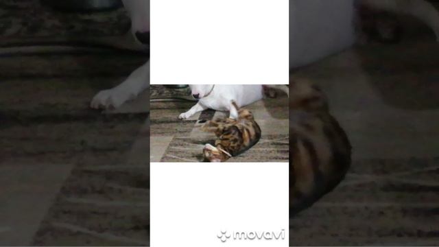 любовь она такая...