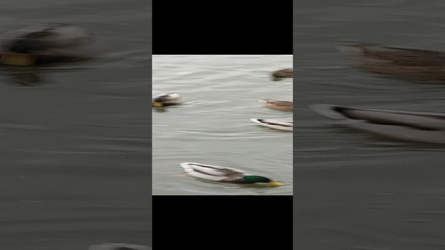 Осень выходные 2024