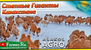 Назначение верблюдов на случку. Подбор самцов производителей для верблюдоматок. Верблюжья любовь