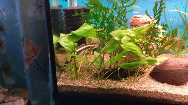 аквариумные рыбки