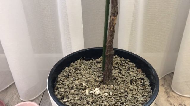 Фикус Лирата. Причины остановки роста. Примеры обрезки смотреть онлайн