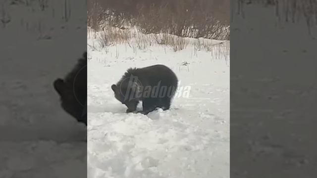 На Камчатке в очередной раз сбили медведицу — осиротевший медвежонок остался рядом