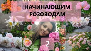 Садовые розы уход для новичков. Часть 2. Проблемы, которые возникают чаще всего.