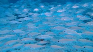 7762644-uhd_3840_2160_25fps