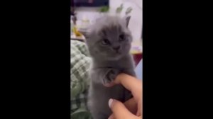 забавные и смешные кошки и собаки 567