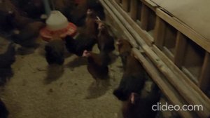 Вельзумер Генофонд Сергиев Посад декабрь 2020