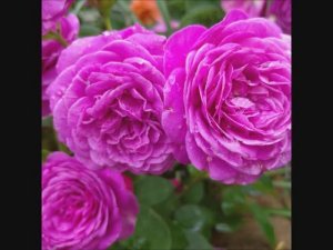 Отзыв на сорт розы Хайди Клум, ее плюсы, недостатки, размер куста, цветение... Обзор сорта.