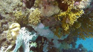 Дайвинг в Египте в сентябре 2024 год (4К) с русским ДЦ "Дельфин"