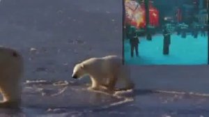 Евгений Росс и Евгений Кемеровский Заплутали Мишки