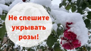 Когда пора укрывать розы? Не ошибитесь со сроками