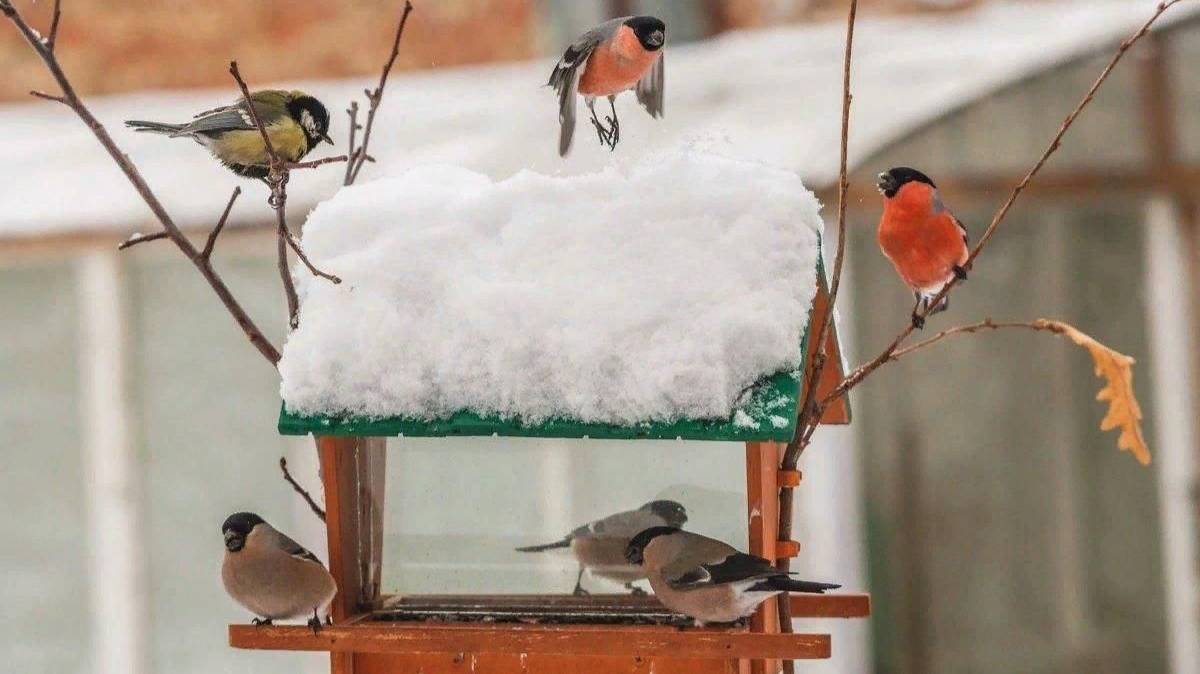 Полезное от Вовы (Птицы)