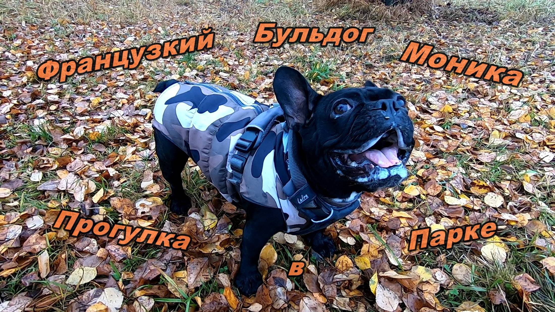 Игры с палкой французского бульдога🐶▶️👍🏻 #прогулкассобакой #французскийбульдог #моня #жизньсобаки