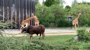 7934854-hd_1920_1080_30fps