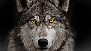 Волчья верность — уникальное чувство, свойственное только диким животным