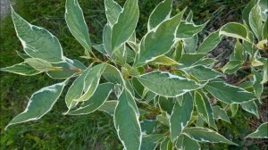 Дерен белый Элегантиссима правда красный зимой? Cornus Alba Elegantissima really red in winter?